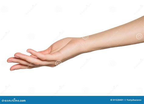 Empty Open Woman Hand Isolated Stock Image Image Of Hand Background