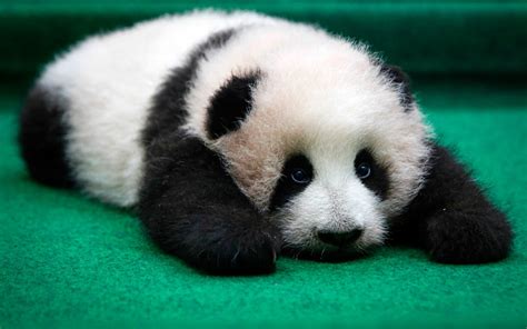 Funny Wildlife A 4 Month Old Female Giant Panda Cub Poses For The