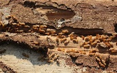 How Fast Do Termites Spread? | Stampede Pest Control