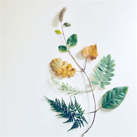El Arte Del Collage Con Hojas Naturales 🌿 Plant Leaves Leaves Plants
