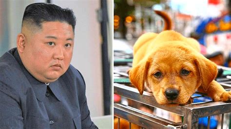 According to a report by the korea development institute, north korea is. Food Shortage: Kim Jong Un orders people to give up pet ...