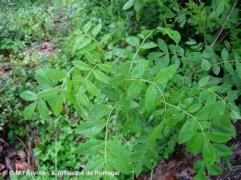 Before the sun had risen, they poured water over the roots of the ash tree. Fraxinus angustifolia - Freixo-de-folhas-estreitas ...