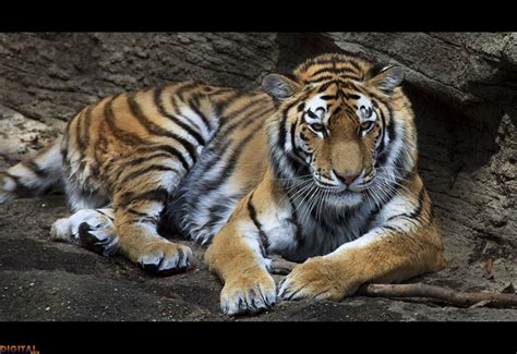 Tiger Tigers Photo 30651482 Fanpop