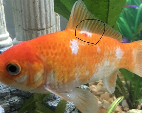 It is from a family of the copepod crustacean. Goldfish Diseases: How to Tell If Your Goldfish Is Sick ...