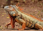 iguana crestata Foto % Immagini| animali, rettili e anfibi, rettili ...