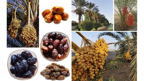 Best 11 Types Of Dates Specialty Of Gulf Countries Kuntalas Travel