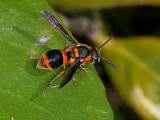 Orange And Black Wasp Photos