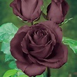HOW TO GROW THE BLACK ROSE |The Garden of Eaden