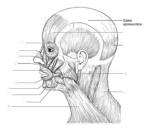 Head Muscles Unlabeled Diagram Google Search Gross Anatomy