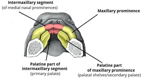 Development Of The Face Nose Palate Cleft Lip Teachmeanatomy