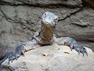 Komodo Dragon - Denver Zoo