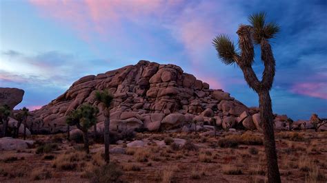 Joshua Tree National Park Full Hd Wallpaper And Background 1920x1080