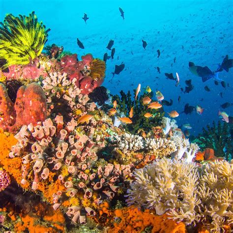 Separate Coral Reef Bureau Needed To Preserve Ph Reefs Expert