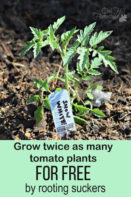 How To Root Tomato Cuttings And Double The Plants In Your Garden