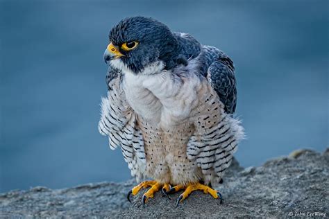 Peregrine Falcon San Pedro Ca Usa Photo By John Leewong National Geographic Society Newsroom