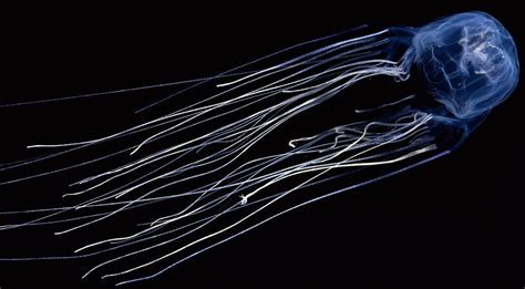 Box Jellyfishaka Sea Wasp Toxic Deadly Deadly Animals