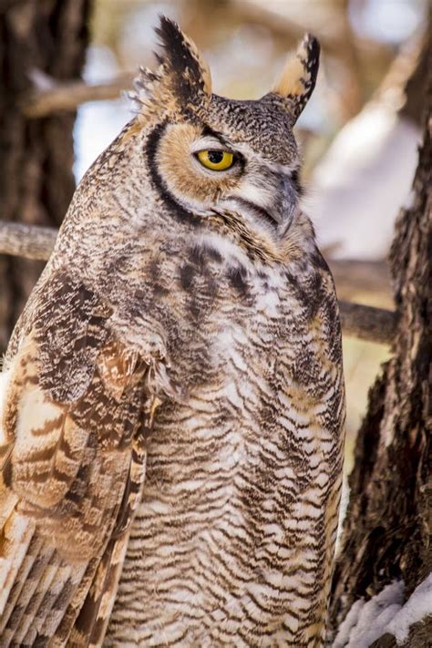 Great Horned Owl In Snow Covered Tree Stock Photo Image Of Hunter