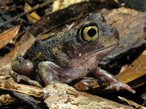 Eastern Spadefoot Toad Facts And Pictures