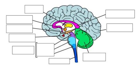 Brain Label Part 2 Diagram Quizlet