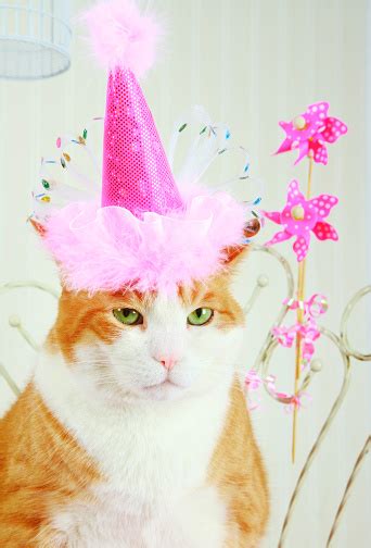 Grumpy Orange Tabby Cat Wearing A Pink Birthday Hat Stock Photo