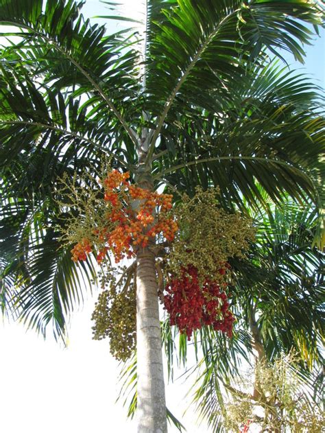 Check spelling or type a new query. Palm Trees - The Wild Papaya • Tropical Nursery & Garden ...