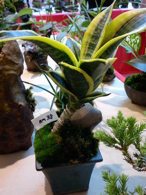 Yang paling best semenjak … Impiana Iman: Lidah Jin/Lidah Biawak