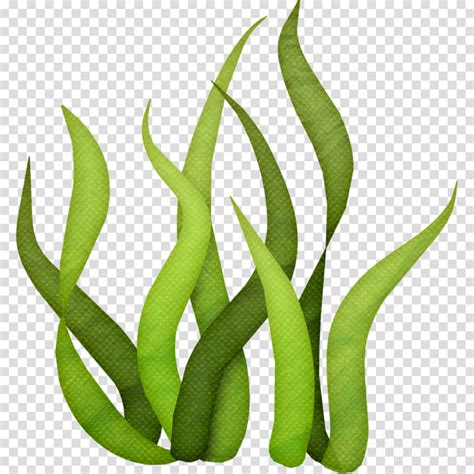 Seaweed Kelp Ascophyllum Nodosum Algae Extract Others