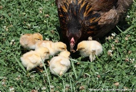 Do You Speak Chicken Flock Social Behavior And How Chickens Communicate Chicken Flock