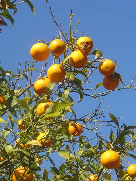 Lanka Oranger Citrus Sinensis