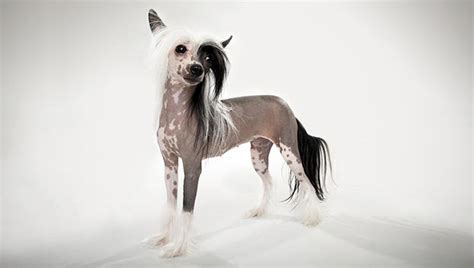 33 Exotic And Unique Dog Breeds That Youd Never Come