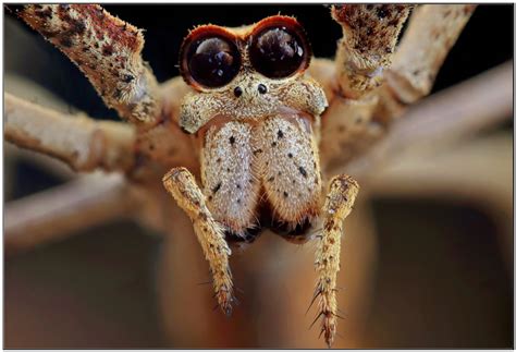 Curious Kids Why Do Spiders Need So Many Eyes But We Only Need Two
