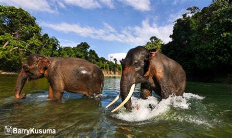 Gambar Hewan Gajah Sumatera