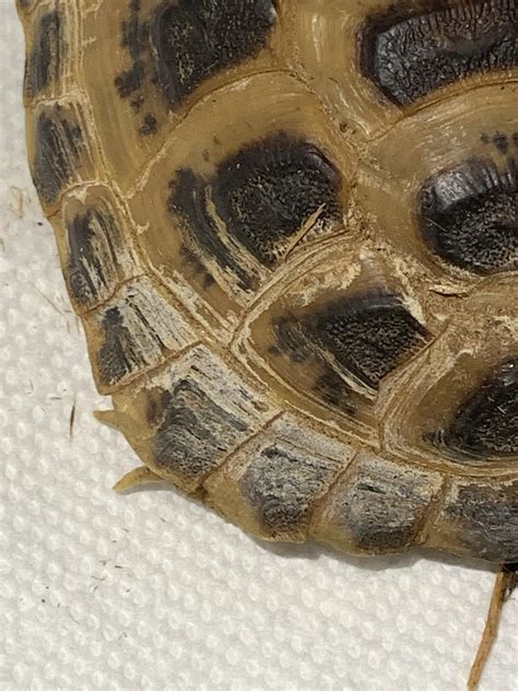 Is This Shell Rot Russian Tortoise Rreptiles
