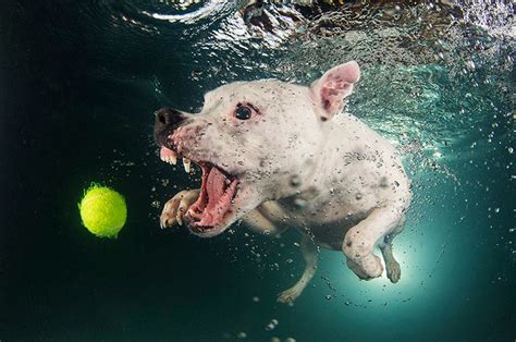 Most Amazing Underwater Dog Photography