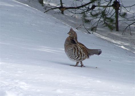 Nature Notes Snowshoeing Grouse Friends Of The Mississippi River