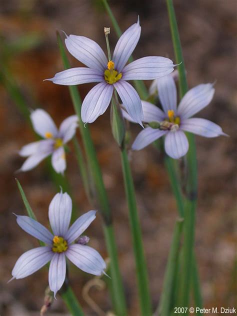 Grass is most definitely a flowering plant. Sisyrinchium campestre (Prairie Blue-eyed Grass ...