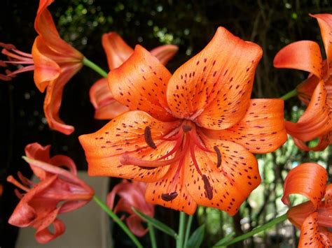 Lily Lilium Fire King In The Lilies Database