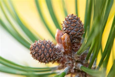 Young Shoots Sprouts Of Small Cone Of Pine Mountain Pinus Mugo Stock