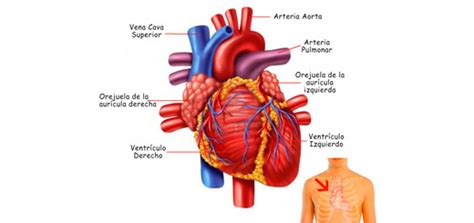 El Corazón Funciones Ubicación Partes Funcionamiento Características