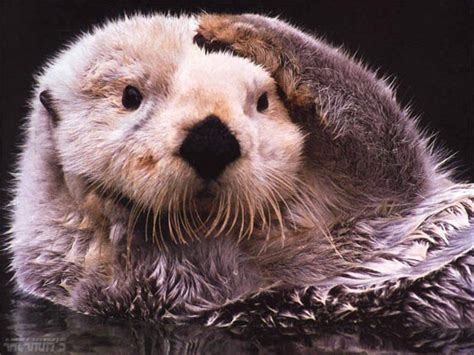 Photography Of Cute And Funny Sea Otter With Humanized Expression