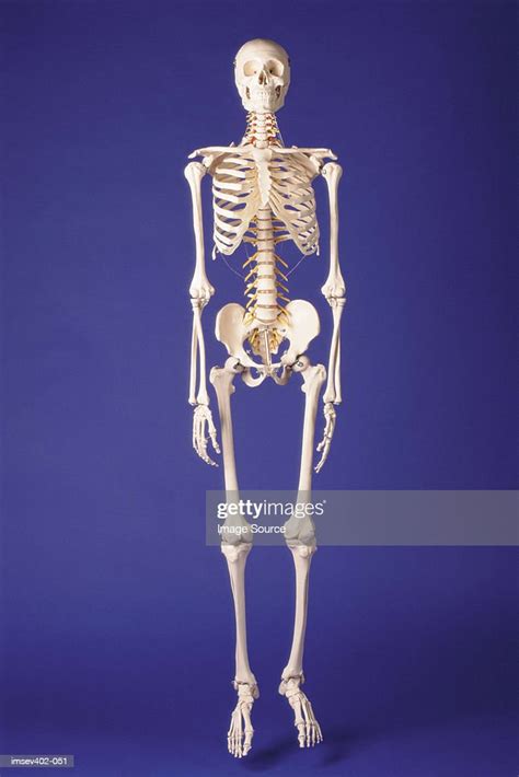 Skeleton High Res Stock Photo Getty Images