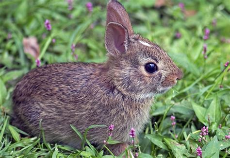 Cottontail Rabbit Facts Pet Ponder