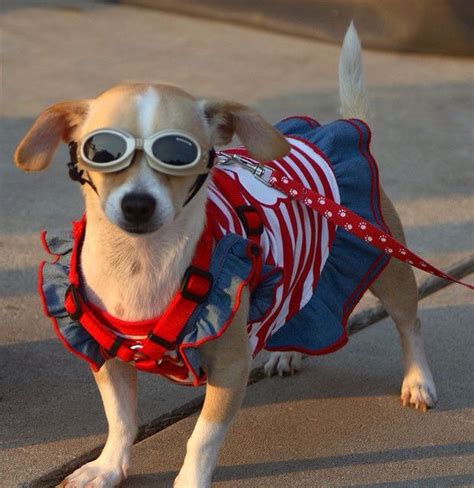 Doggles Take A Simple Sundress To The Next Level Funny Dog Pictures
