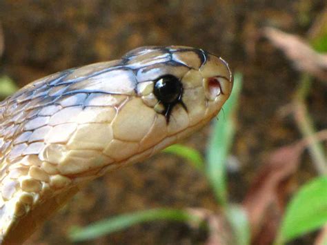 New Antivenom Developed By Indo Us Research Team Could Be A Game