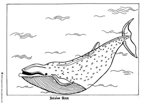 blue whale coloring pages hellokidscom