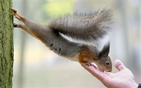 Squirrels Rodents Hands People Humor Funny Feet Paws Wallpapers