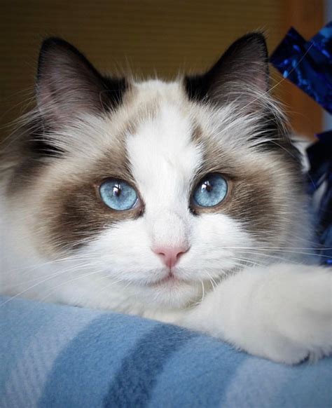 Elleragdolls South Florida Ragdoll Kitten Breeder Florida Ragdoll