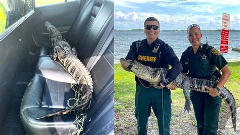 Polk County Deputies Capture And Relocate 55 Foot Alligator