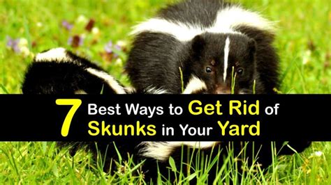 7 Best Ways To Get Rid Of Skunks In Your Yard 2022