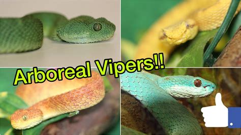 Arboreal Vipers Only Youtube